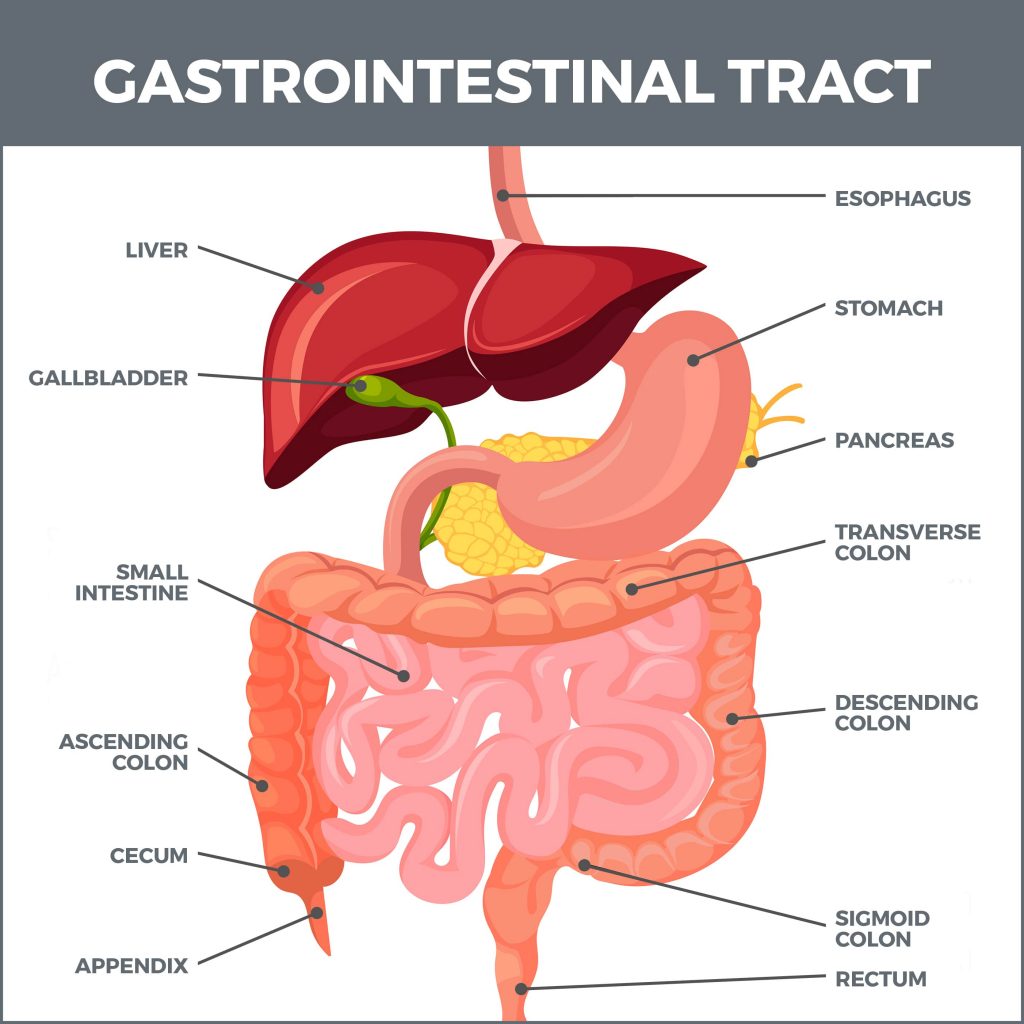 capsule-endoscopy-gastro-md