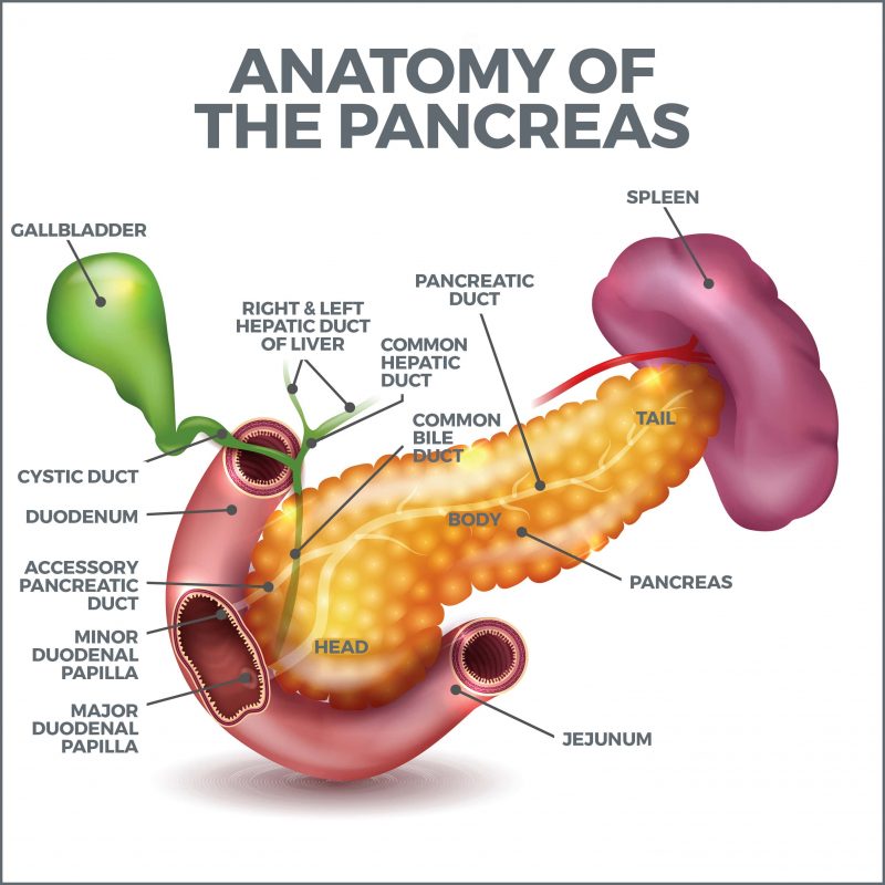 Exocrine Pancreatic Insufficiency Gastro MD   EPI Graphics Min 800x800 