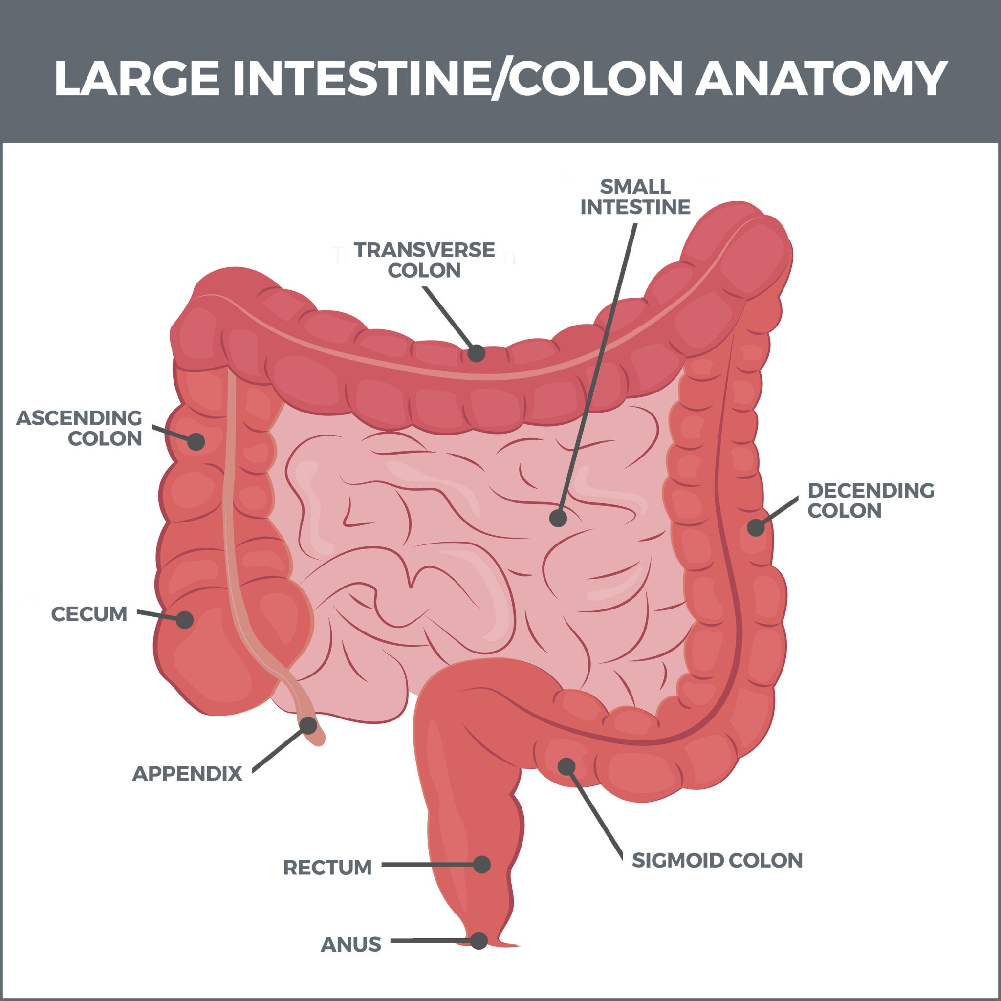 Large Intestine/Colon Conditions | Gastro MD