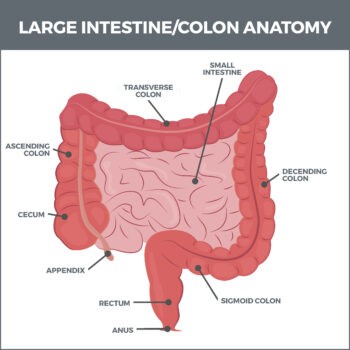 Large Intestine/Colon Conditions | Gastro MD